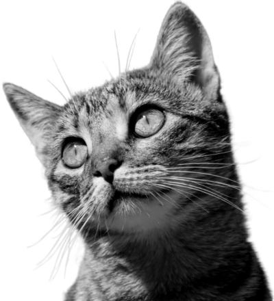 img_cat_optimized ZNZ Special